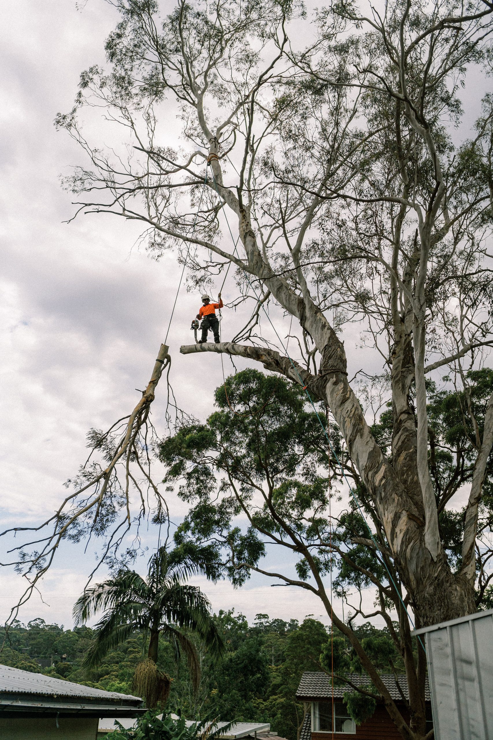 S&B Tree Services